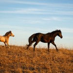 welsh pony and horse